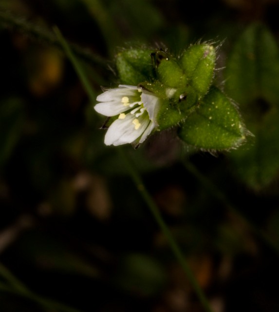 Claytonia 18-9426.jpg